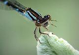 Damselfly Closeup_DSCF5325-7